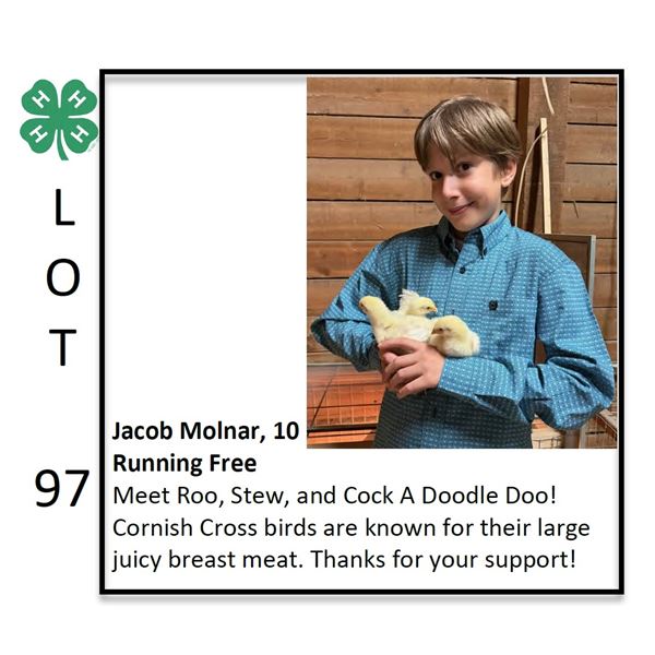 Reserve Champion  - Poultry - Jacob Molnar - Poultry