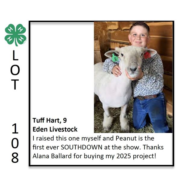 Tuff Hart - Sheep