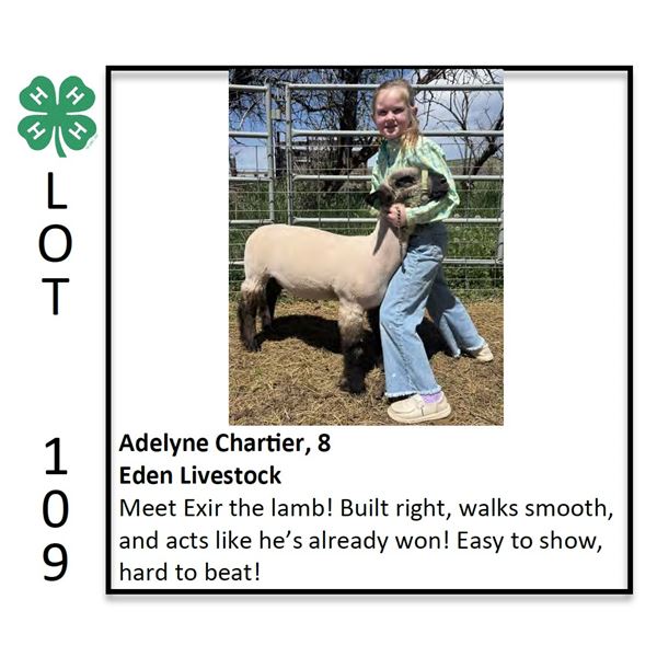 Adelyne Chartier - Sheep