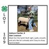 Image 1 : Adelyne Chartier - Sheep