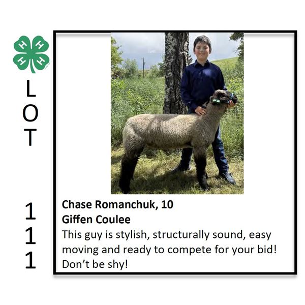 Chase Romanchuk - Sheep