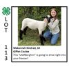 Image 1 : MaKennah Kindred - Sheep