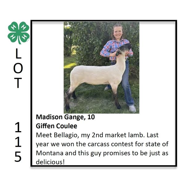 Madison Gange - Sheep