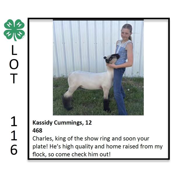 Kassidy Cummings - Sheep