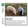 Image 1 : Sawyer Lewis - Swine