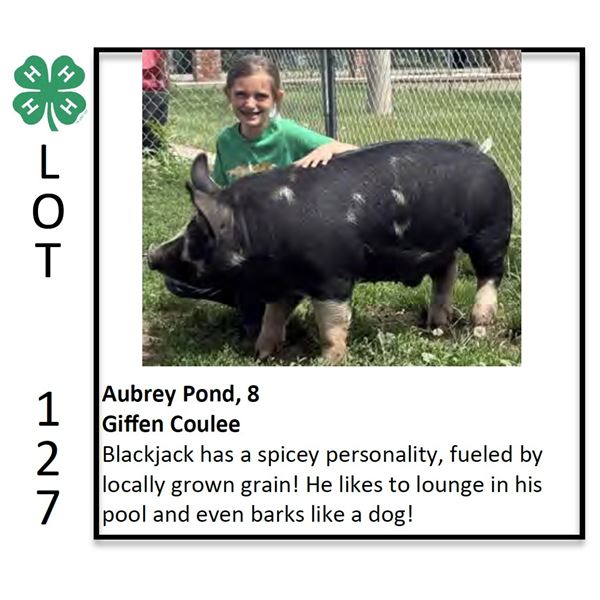 Aubrey Pond - Swine
