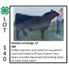 Image 1 : Kassidy Cummings - Beef