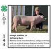 Image 1 : Joselyn Matthie - Swine