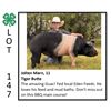 Image 1 : Jolten Marn - Swine