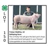 Image 1 : Tristan Cliff - Swine