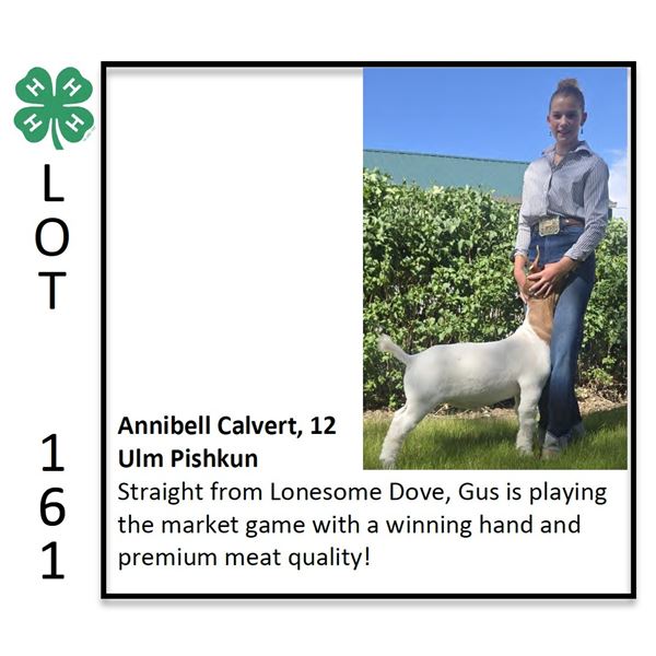 Annibell Calvert - Goat