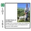 Image 1 : Annibell Calvert - Goat