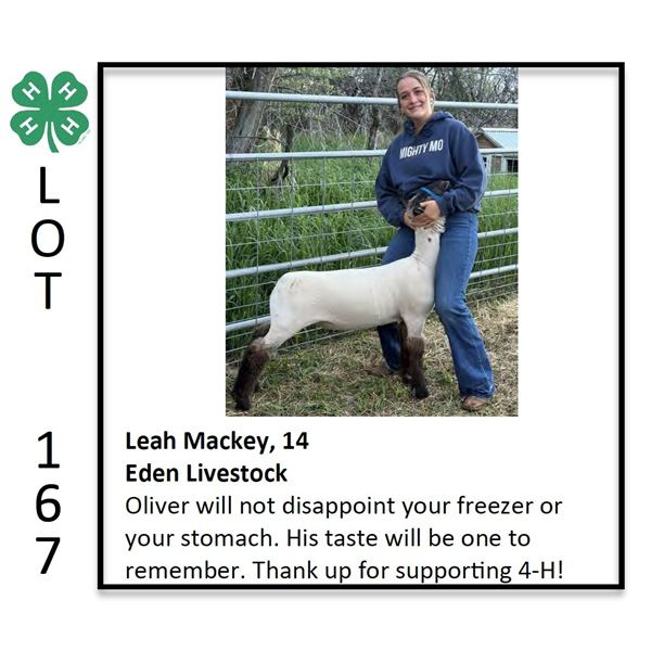 Leah Mackey - Sheep