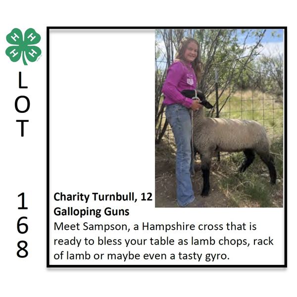 Charity Turnbull - Sheep