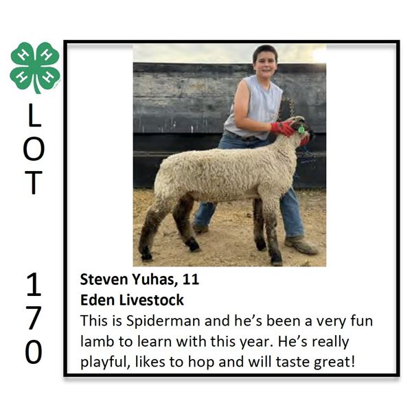 Steven Yuhas - Sheep