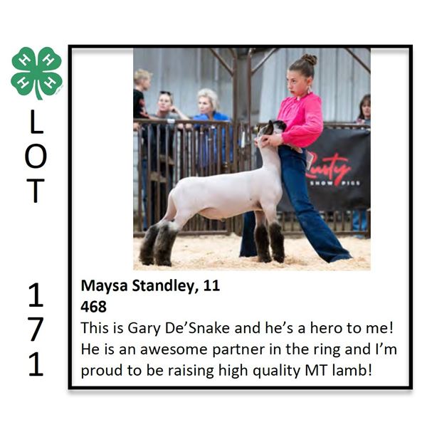 Maysa Standley - Sheep