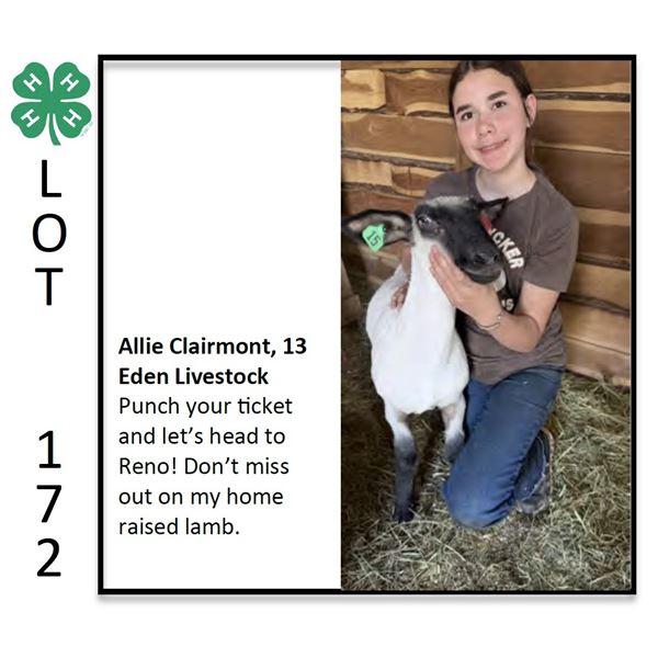 Allie Clairmont - Sheep