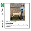 Image 1 : McKinley Annis - Sheep