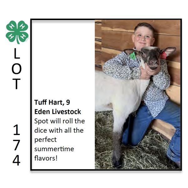 Tuff Hart - Sheep