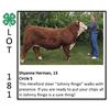 Image 1 : Shyanne Herman - Beef