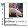 Image 1 : Ava Atkinson - Swine