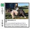 Image 1 : Allison Edmundson - Swine