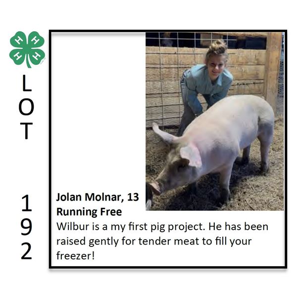 Jolan Molnar - Swine