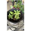 Image 10 : LOT OF PLANTS HOSTAS, 2 STRAWBERRY, 1 ORANGE STONE CROP, 2 SUCCULANT AND 1 HOSTAS