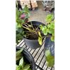 Image 9 : LOT OF PLANTS HOSTAS, 2 STRAWBERRY, 1 ORANGE STONE CROP, 2 SUCCULANT AND 1 HOSTAS