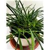 Image 2 : Potted House Plant