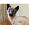 Image 2 : Anticipation - Eric Tenney Limited Edition Siamese Cat 7T