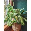 Image 1 : Silk Dumb Cane Plant 26'
