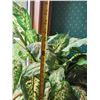 Image 3 : Silk Dumb Cane Plant 26'