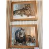 Image 1 : Two Framed Lion & Tiger Prints 19 x 15