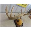 Image 2 : Mounted Deer Horns with Tag 23" Wide