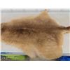 Image 4 : Tanned Kangaroo Hide 62" Tip to Tip