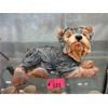 Image 1 : Country Artist Puppy Love Yorkie Statue