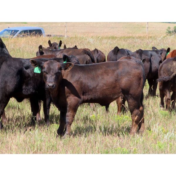 Brian Martin & Dave Herauf - 640# Steer Calves - 90 Head (Regina, SK)