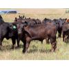 Image 1 : Brian Martin & Dave Herauf - 640# Steer Calves - 90 Head (Regina, SK)
