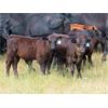 Image 2 : Brian Martin & Dave Herauf - 640# Steer Calves - 90 Head (Regina, SK)