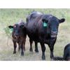 Image 7 : Brian Martin & Dave Herauf - 640# Steer Calves - 90 Head (Regina, SK)