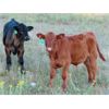 Image 8 : Brian Martin & Dave Herauf - 640# Steer Calves - 90 Head (Regina, SK)