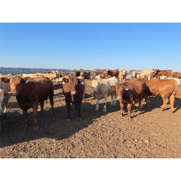 Serene Cattle Co. - 1050# Steers - 130 Head (Fort Macleod, AB)