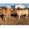 Image 3 : Serene Cattle Co. - 1050# Steers - 130 Head (Fort Macleod, AB)
