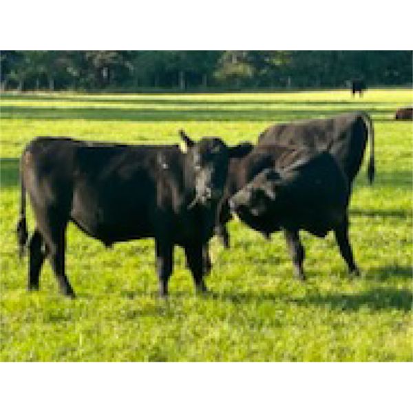 Wayne & Laura Schindler - 880# August Grass Steers - 70 Head (Merritt, BC)