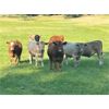 Image 7 : Wayne & Laura Schindler - 880# August Grass Steers - 70 Head (Merritt, BC)