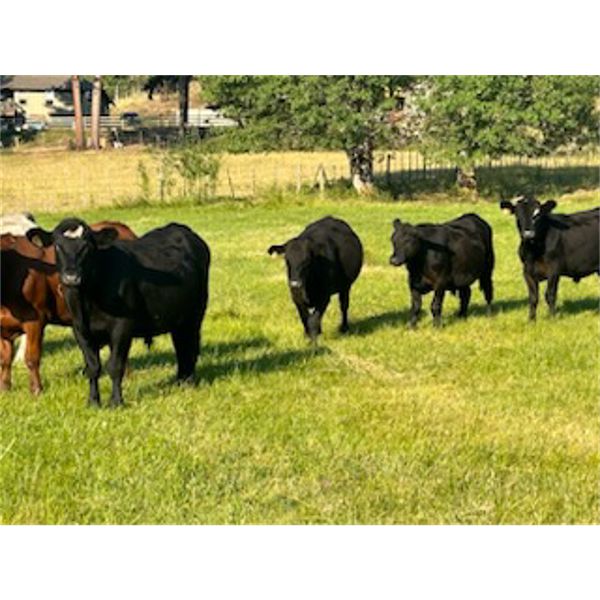 Wayne & Laura Schindler - 830# August Grass Steers - 25 Head (Merritt, BC)
