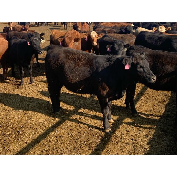 Kelsey Porter - 750# Heifers - 241 Head (Irricana, AB)