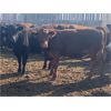 Image 6 : Kelsey Porter - 750# Heifers - 241 Head (Irricana, AB)