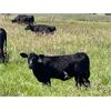 Image 1 : Hanging H Ranch Ltd. - 525# Steer Calves - 110 Head (Marwayne, AB)